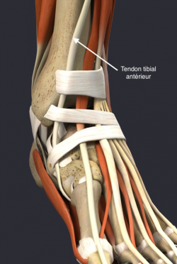 Tibial Antérieur