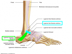 lIGAMENT CHEVILLE